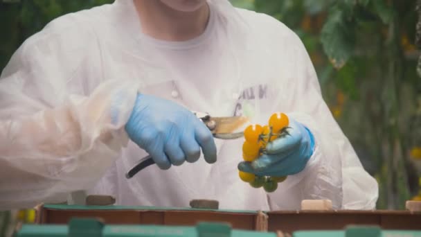 Ręczne Zbieranie Pomidorów Rośliny Sortowanie Ich Drewnianym Pudełku Szklarni Zbliżenie — Wideo stockowe