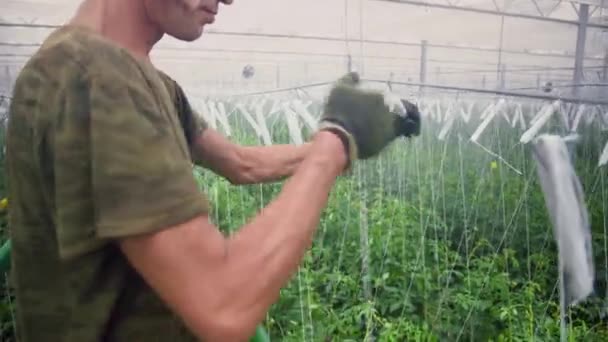 Homem Está Profissionalmente Amarrando Arbustos Ramos Tomates Cereja Uma Estufa — Vídeo de Stock