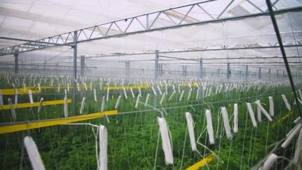 Ett Stort Antal Rader Körsbärstomatbuskar Ett Växthus Ovanifrån Tomatproduktion Genom — Stockvideo