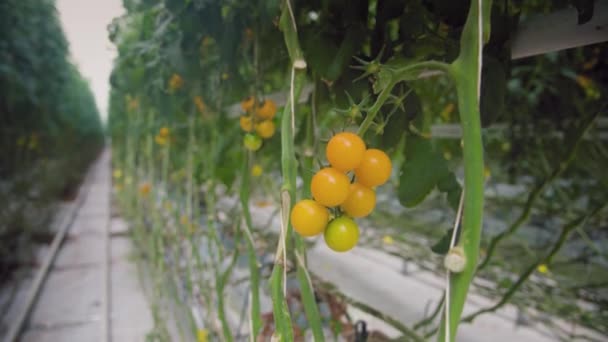 Tomates Cereja Amarelos Não Maduros Pendurados Ramos Verdes Entre Fileiras — Vídeo de Stock