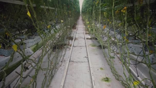 Большая Теплица Овощами Ряды Растений Выращиваются Большом Теплице Выращивание Уборка — стоковое видео