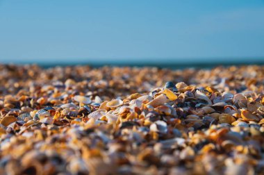 Arkasında deniz olan kum yerine küçük deniz kabuklarından oluşan bir kumsal. Deniz kıyısının makro görüntüsü.