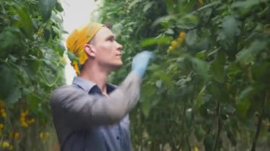 Genç bir adam serada büyük bir dal sarı kiraz domatesini toplamak için makas kullanır. Endüstriyel ölçekte hibroponik kullanarak domates yetiştirmek. Canlı kamera.