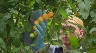 Bir serada büyük bir dal sarı vişneli domates hasat ederken genç bir adam makasıyla kesiyor. Endüstriyel ölçekte hibroponik kullanarak domates yetiştirmek. Canlı kamera