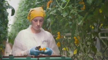 Kiralık bir kadın, sarı vişneli domates topluyor. Domates dallarını ve meyveleri buduyorum. Karton kutularda hasat. Yüksek sıralı sera üretimi.