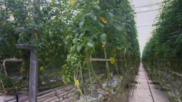 水栽樱桃番茄农场 枝条上的绿色未成熟果实 大温室 有一排高大的植物 — 图库视频影像