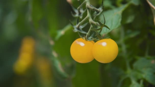 Close Tomates Cereja Amarelos Assobiando Ramo Verde Uma Estufa Produção — Vídeo de Stock