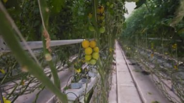 Hidroponik vişneli domates çiftliği. Bir dalda yeşil olgunlaşmamış meyveler. Uzun sıra bitkilerle dolu büyük bir sera.