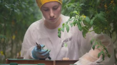 Bir kadın organik bir çiftlikte domates topluyor. Bir serada çalışan bir işçi kiraz domateslerini budama makasıyla ayırır.