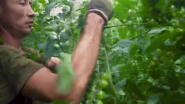 Endüstriyel bir seradaki kiraz domates bitkilerinin profesyonel bakımı. Bir adam kiraz domateslerinin dallarını hidroponik olarak büyüterek bitkilerle ilgilenir..