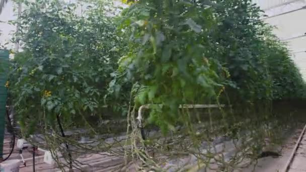Эффективное Инновационное Сельское Хозяйство Ферма Выращивает Сотни Помидоров Производство Продуктов — стоковое видео