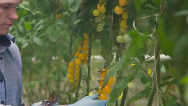 Close Man Hired Worker Harvesting Yellow Cherry Tomatoes Cutting Tomato — Stock Video