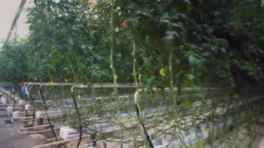 Yeşil sıralı domates bitkileri bir seradaki uzun çiçeklere asılıdır. Tüm yıl boyunca soğuk iklimde ısıtılmış bir serada domates yetiştirmek. Üretim GDO olmayan sebzelerle büyüyor