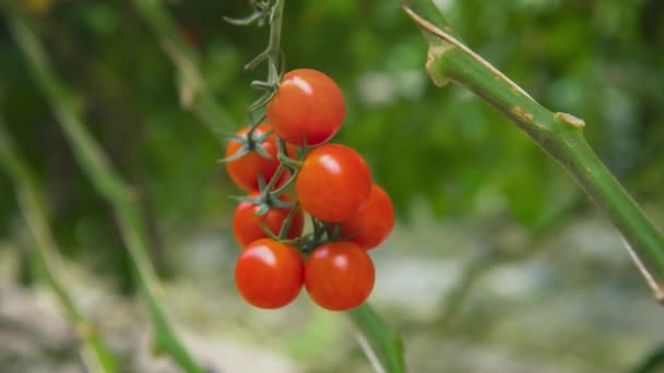 Gros Plan Tomates Rouges Mûres Provenant Une Branche Une Serre — Video