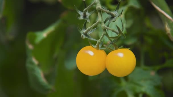 Mogna Gula Körsbärstomater Hängande Vinranka Gröna Buskar Trädgården Närbild Tomater — Stockvideo