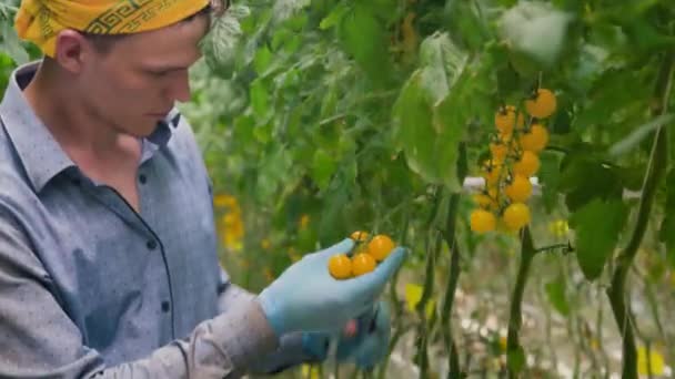 Ogrodnik Nożycami Ogrodowymi Zbiera Dojrzałe Żółte Pomidory Zielonego Krzewu Farma — Wideo stockowe