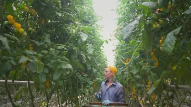 Young Man Uses Scissors Harvest Large Branch Yellow Cherry Tomatoes — Stock Video