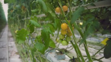 Seradaki yeşil bir dalda ıslık çalan sarı kiraz domateslerinin yakın çekimi. Endüstriyel itüzümü üretimi.
