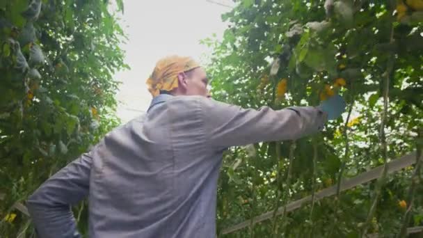 Ένας Εργάτης Παραγωγής Ντομάτας Συλλέγει Ώριμες Ντομάτες Ένα Θερμοκήπιο Εμπορική — Αρχείο Βίντεο
