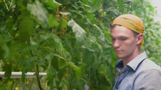手のクローズアップ 若い男はハサミでカットしながら 温室で黄色いチェリートマトの大きな枝を収穫します 産業規模でハイブロポニクスを使用して栽培トマト ライブカメラ — ストック動画