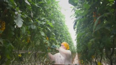 Kirazlı domatesli sera. Organik çiftlik. Bir tarımcı bir çiftlikte domates üretimini inceleyerek üretimi geliştirir. Bir adam bir çiftlikteki yeşil bitkilerin büyümesi hakkında veri topluyor. Botanik