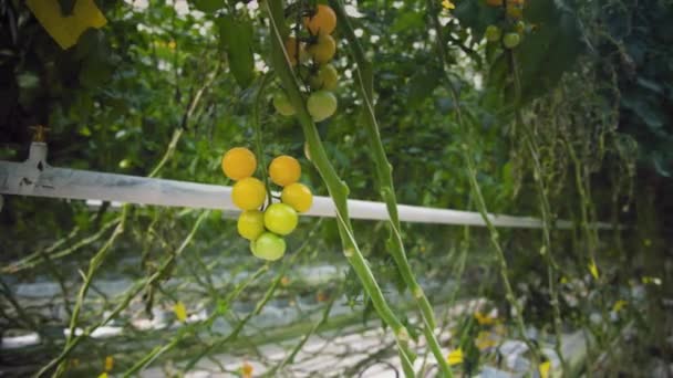 Hydroponická Cherry Rajčatová Farma Zelené Nezralé Plody Větvi Velký Skleník — Stock video