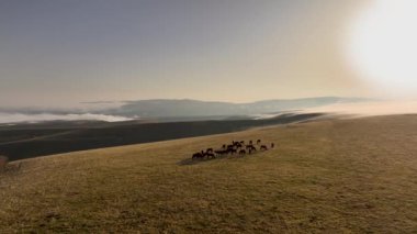 Bir at sürüsü sabahleyin yüksek dağlarda otluyor. Sabahın erken saatlerinde atlarla birlikte Alp otlağı.
