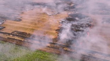 Güneşli bir günde yanan tarlaların destansı görüntüsü. İnsansız hava aracından çekilen tarımsal alanda çıkan bir yangının havadan görüntüsü. Tarlaların üzerinde sigara iç.