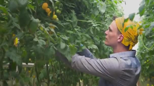 Jardinero Con Tijeras Jardín Recoge Tomates Amarillos Maduros Arbusto Verde — Vídeo de stock