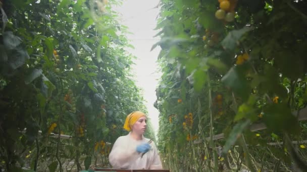 Dbanie Rośliny Pomidora Szklarni Rośnie Przy Użyciu Hydroponiki Praca Szklarni — Wideo stockowe