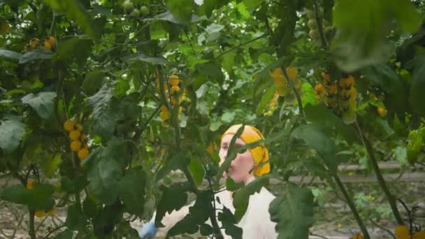 桜のトマトが付いている温室 オーガニックファーム 農場でのトマトの生産を研究し 生産を改善する 男は植物の成長に関するデータを収集する ボタニカル — ストック動画