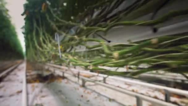 Забота Томатных Растениях Теплице Растет Помощью Гидропоники Работа Оранжерее Сельскохозяйственных — стоковое видео