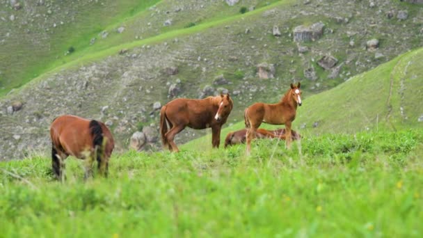 日中の緑の山の斜面に放牧する馬と茶色の馬の小群 — ストック動画