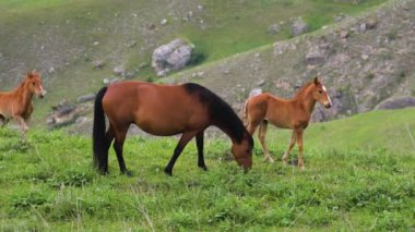 Küçük bir vahşi at sürüsü dağlık bir alanda yeşil çimlerle otlar. Çayırda taylar ve yetişkin atlar..