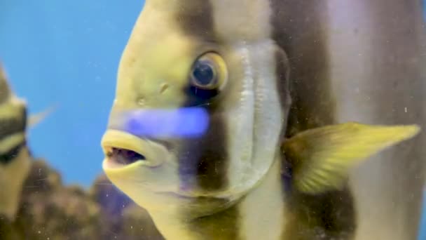 Close Flat Large Striped Fish Slowly Swimming Underwater Its Mouth — Stock Video