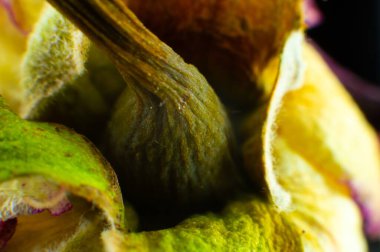 Solmuş Rose. Kuru Çiçekler. Kötü Aşk Konsepti.