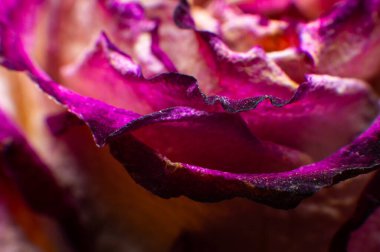 Kurumuş pembe gül makro shot 'ı. Soyut doğa arkaplanı.