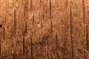 Ahşap türünün yakın plan görüntüsü, organik maddelerin dönüşümünü gösteren eşsiz doku ve kalıplarını vurgular..