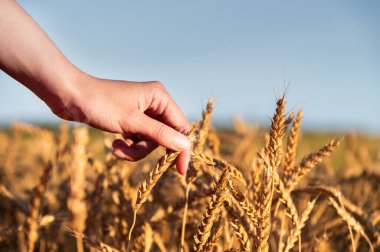 Buğday kalitesi kontrolü. Buğday tarlasında buğday kulaklı bir çiftçi. Hasat. Tarım işi..