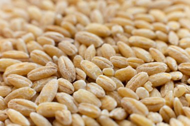 Yumuşak odak noktasında hecelenen tanelerin makro görüntüsü. Çiğ ve sağlıklı taneler. Yan görünüm