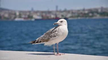 Tatlı komik martı denizin kenarında duruyor, şehrin ufuk çizgisi. Büyük beyaz kuş portresi mavi dalgalara yakın, sahil manzarası. Vahşi yaşam ve şehir manzaraları. Vahşi deniz kuşları yakından izliyor..