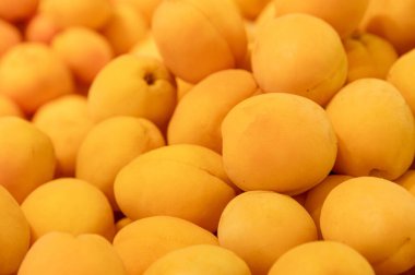 Olgun portakal suyu kayısısı, meyve arkaplanı. Sığ tarlalarda taze toplanmış kayısılar, sarı sulu meyveler, mevsimlik meyveler..