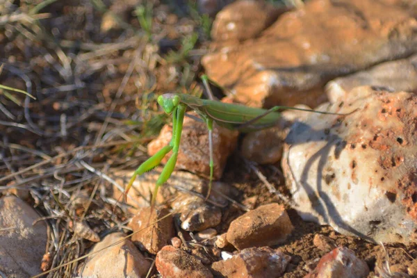 Insect Green Mantis Natuurlijke Omstandigheden Achtergrond Van Stenen — Stockfoto