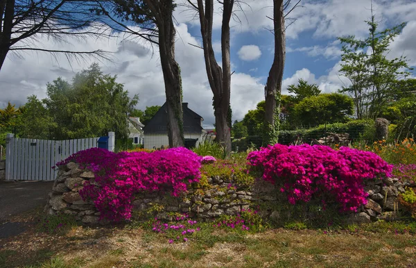 Robust Trädgård Med Tegelväggar Och Rosa Blommor Vit Grind Och — Stockfoto