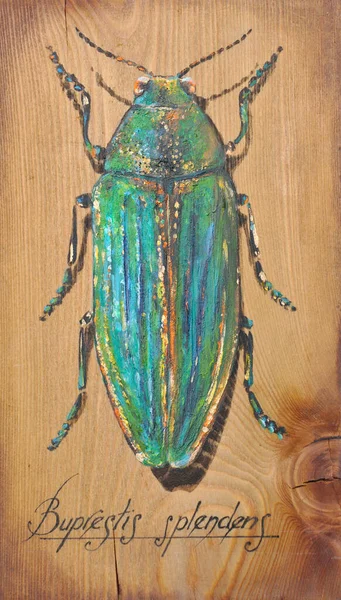 Buprestis beetle a beautiful shiny jewel bug isolated on wooden background. Picture created with acrylic.