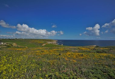 Coastal scenery with yellow flowering fields in may around Pointe du Raz a promontory in Brittany France