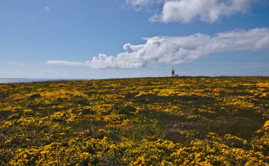 Coastal scenery with yellow flowering fields in may around Pointe du Raz a promontory in Brittany France