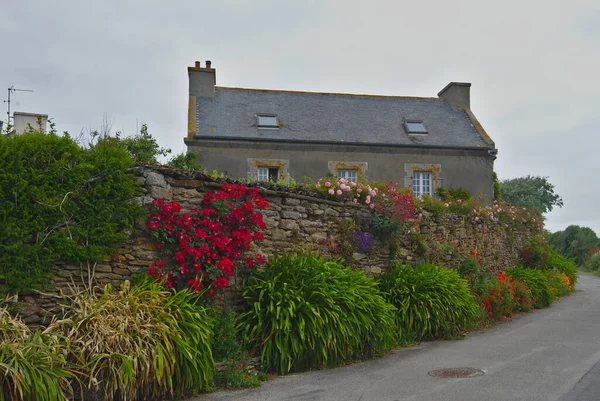 Evin Yanındaki Eski Taş Duvar Renkli Bitkilerle Kaplı Brittany Fransa — Stok fotoğraf