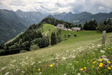 Stunning summer scenery with alpine meadows and mountains in Slovenia. Logarska Dolina and alpine forest with flowery fields from the Solcava panoramic road, Logar valley, Slovenia, Europe clipart