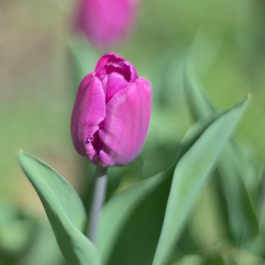 Güneşli bir bahar bahçesinde pembe bir lale portresi